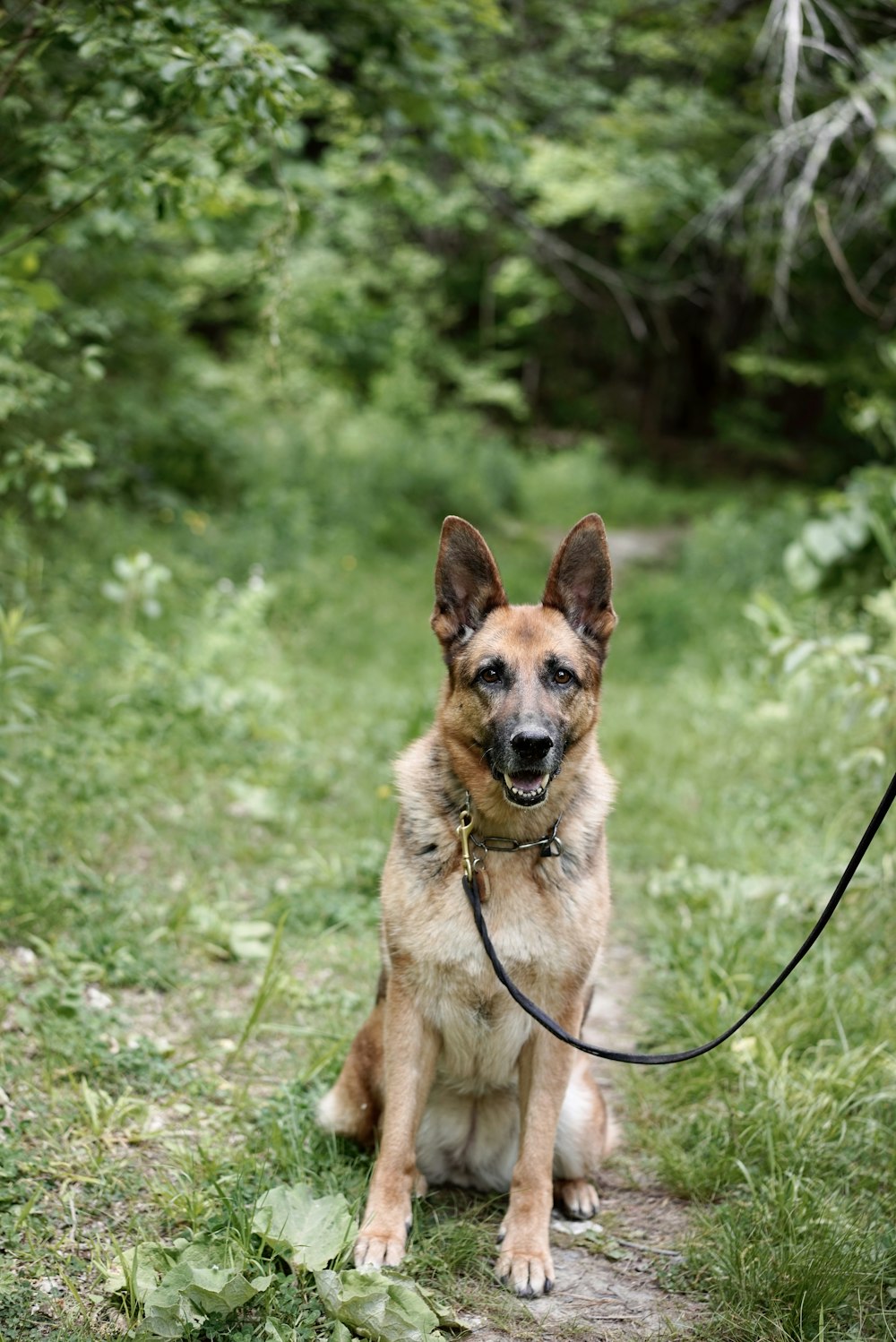 a dog sitting on a path in the woods