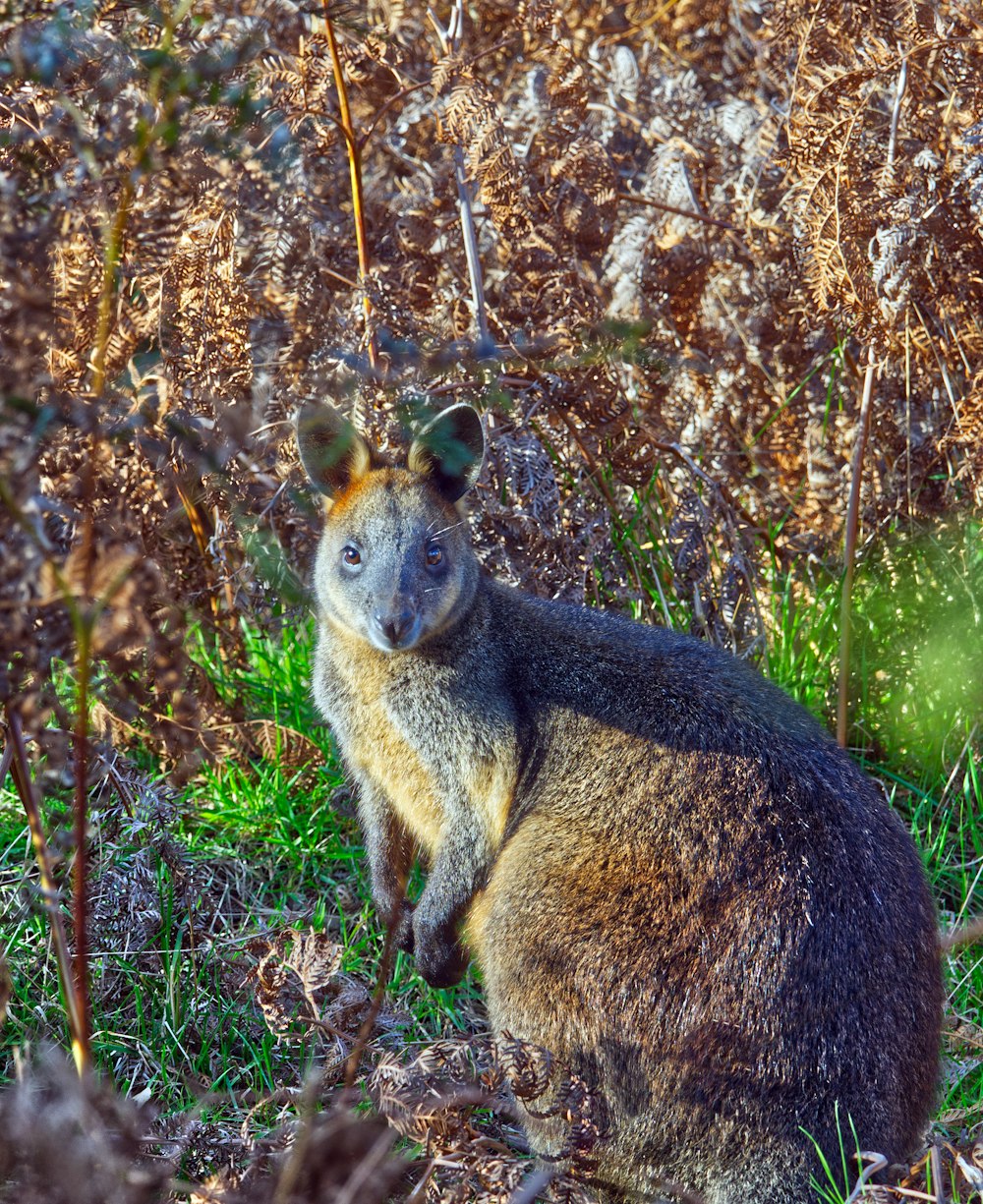 a close up of a kangaroo in a field of grass