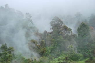 Misty Jura forest with tall trees and gentle fog weaving through.