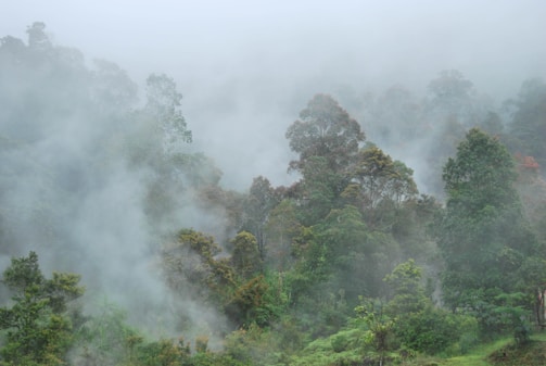 Misty Jura forest with tall trees and gentle fog weaving through.