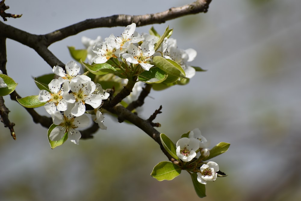 a branch with white flowers and green leaves