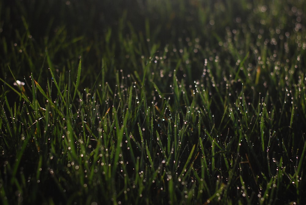 the grass is covered with water droplets