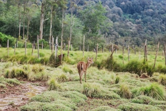 a deer is standing in a grassy field