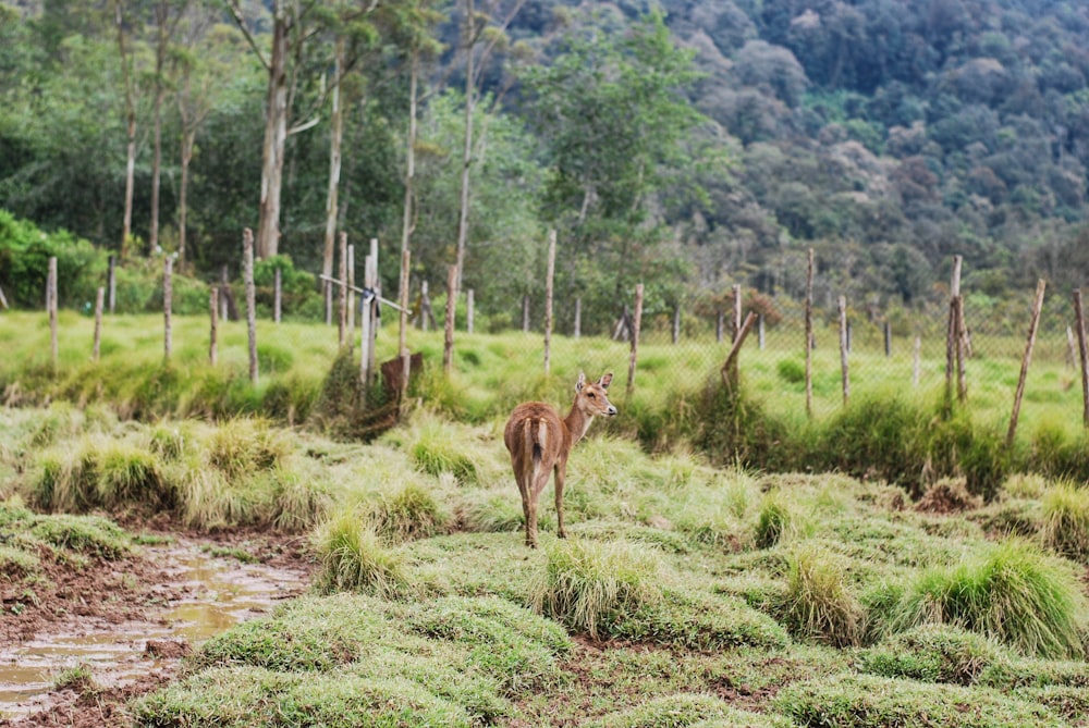 a deer is standing in a grassy field