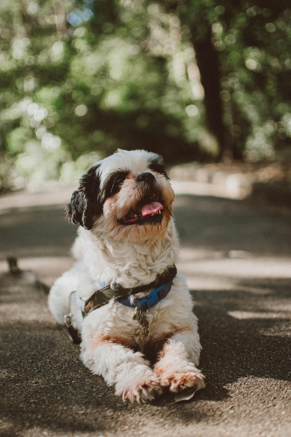 a small white and black dog laying on the ground