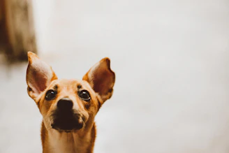 a small brown dog standing on top of a sidewalk