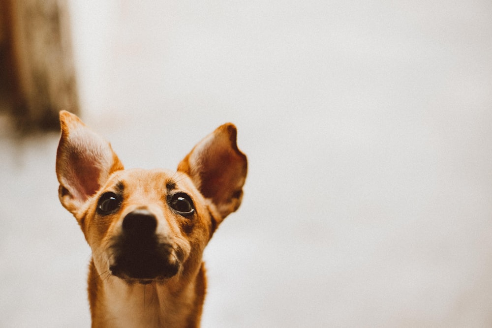 a small brown dog standing on top of a sidewalk