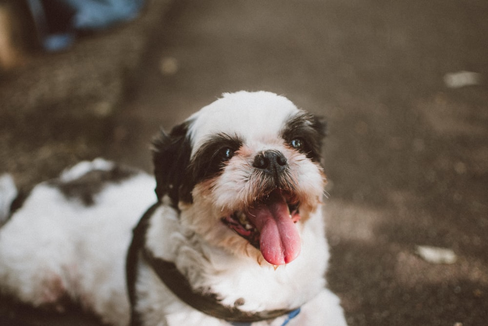 a small white and black dog with its tongue hanging out