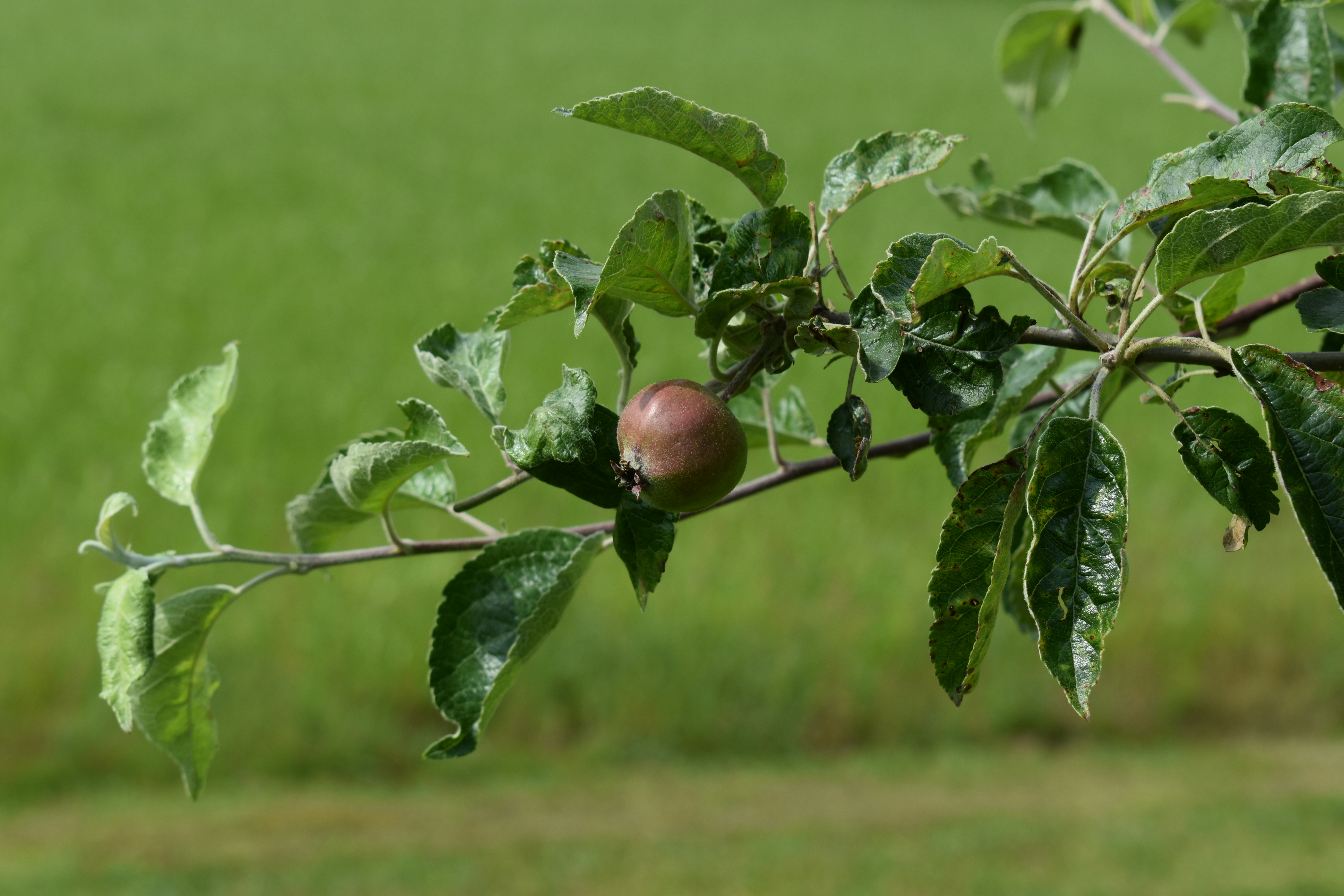 Photo by ninaelisereiter