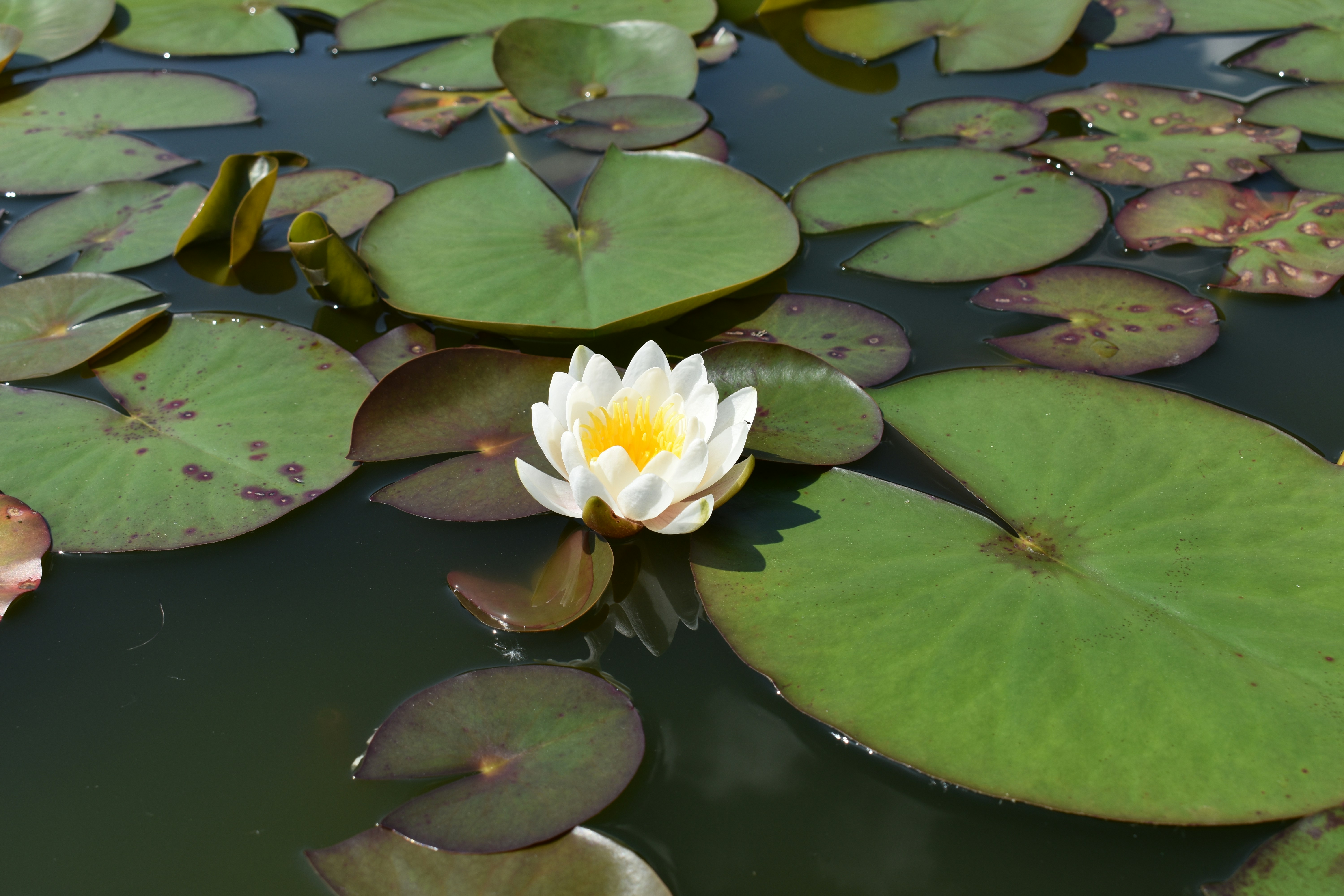 Photo by ninaelisereiter