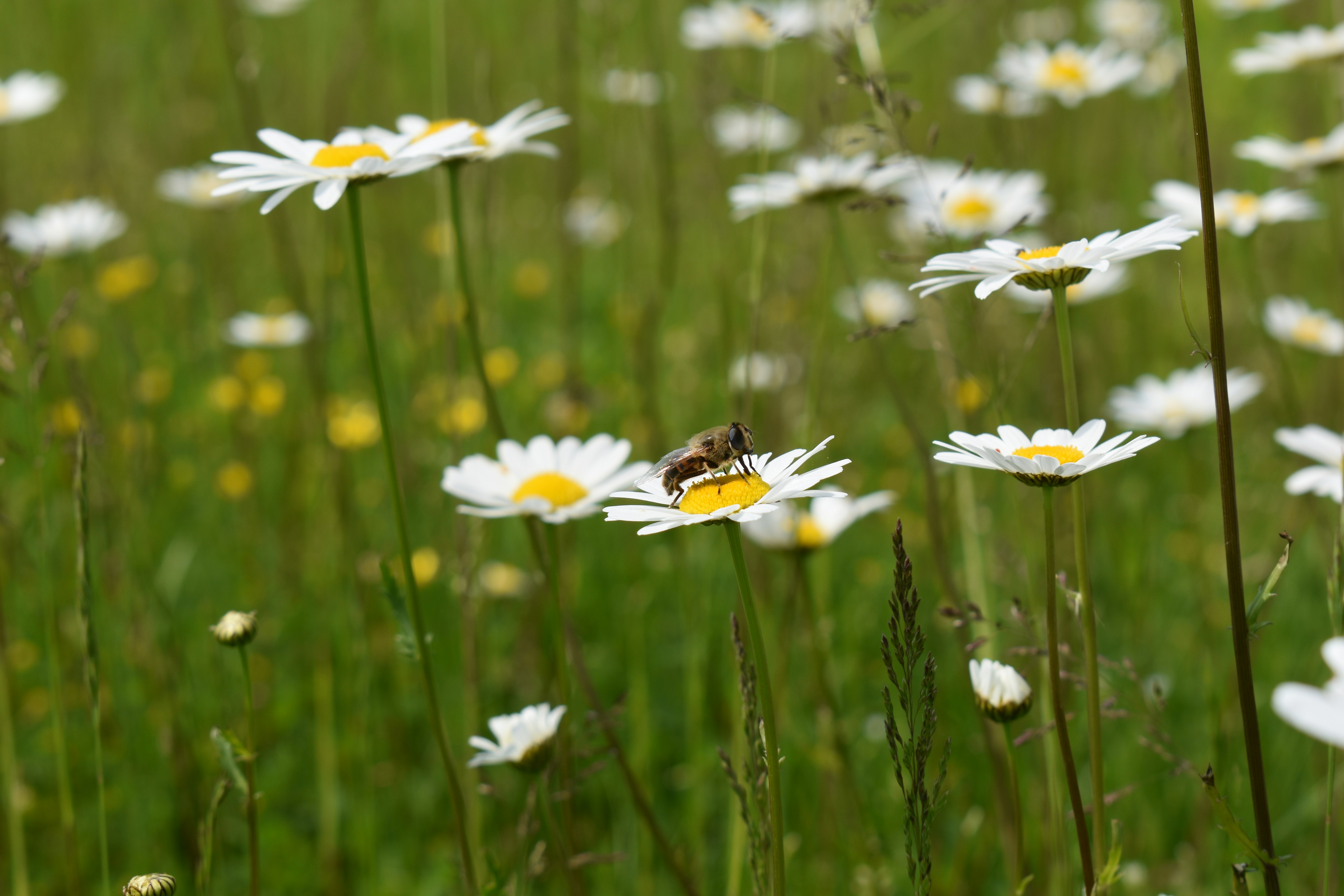 Photo by ninaelisereiter