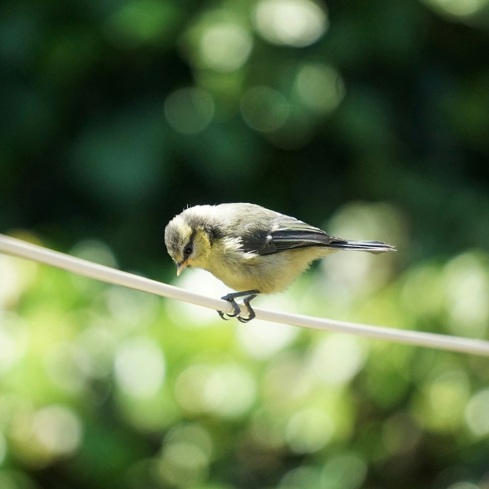 Un pájaro pequeño está sentado en un cable