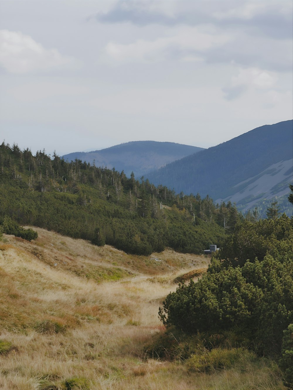 a grassy field with trees and mountains in the background