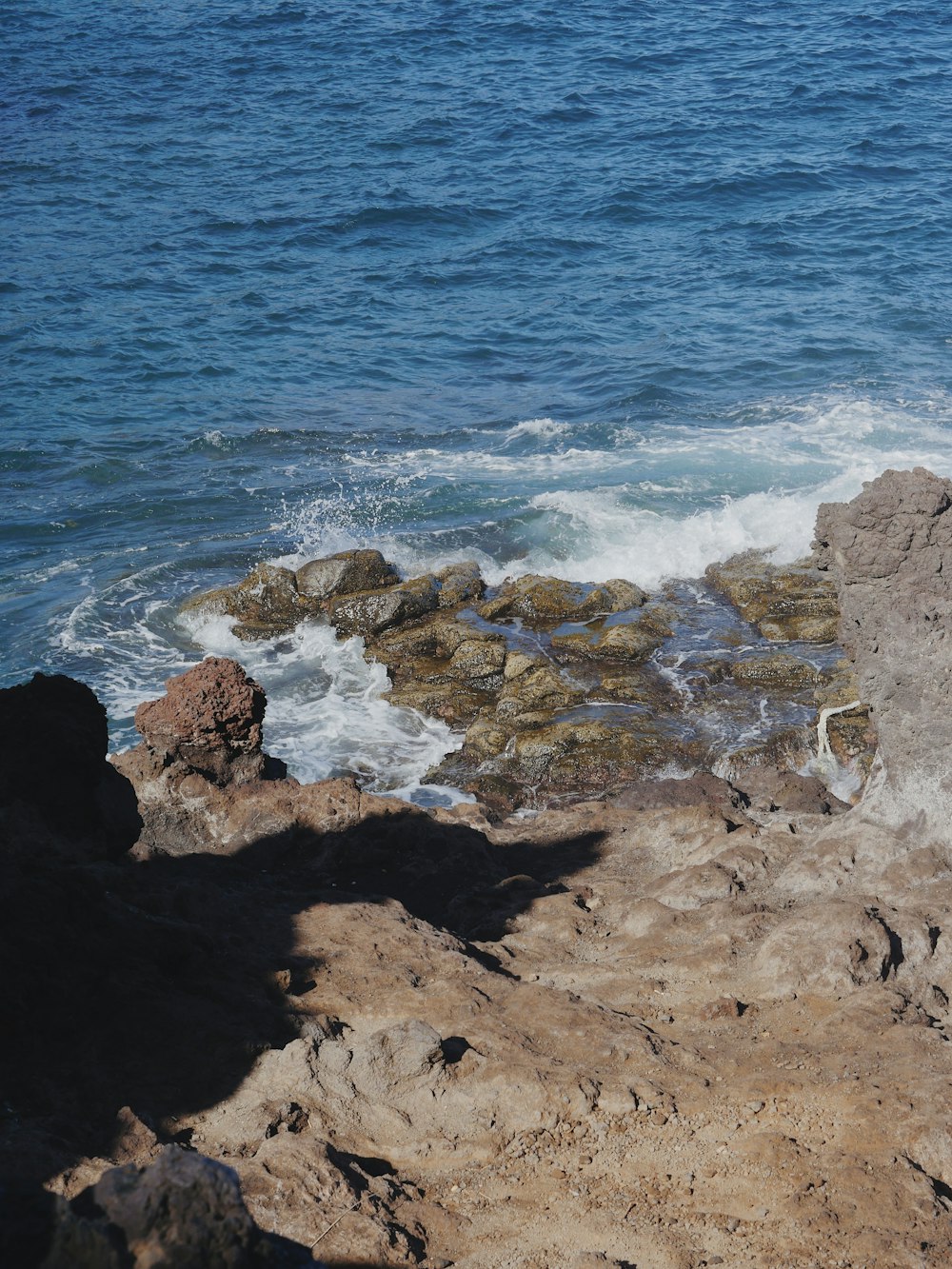 a bird sitting on a rock near the ocean