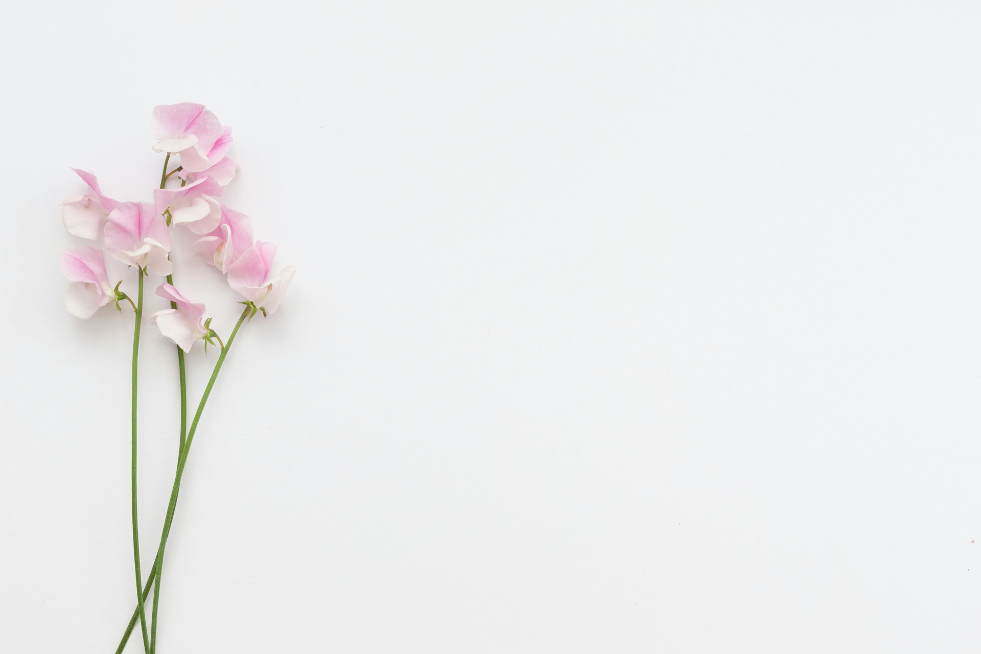 a bunch of pink flowers on a white background