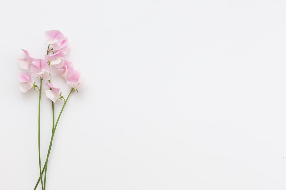 a bunch of pink flowers on a white background