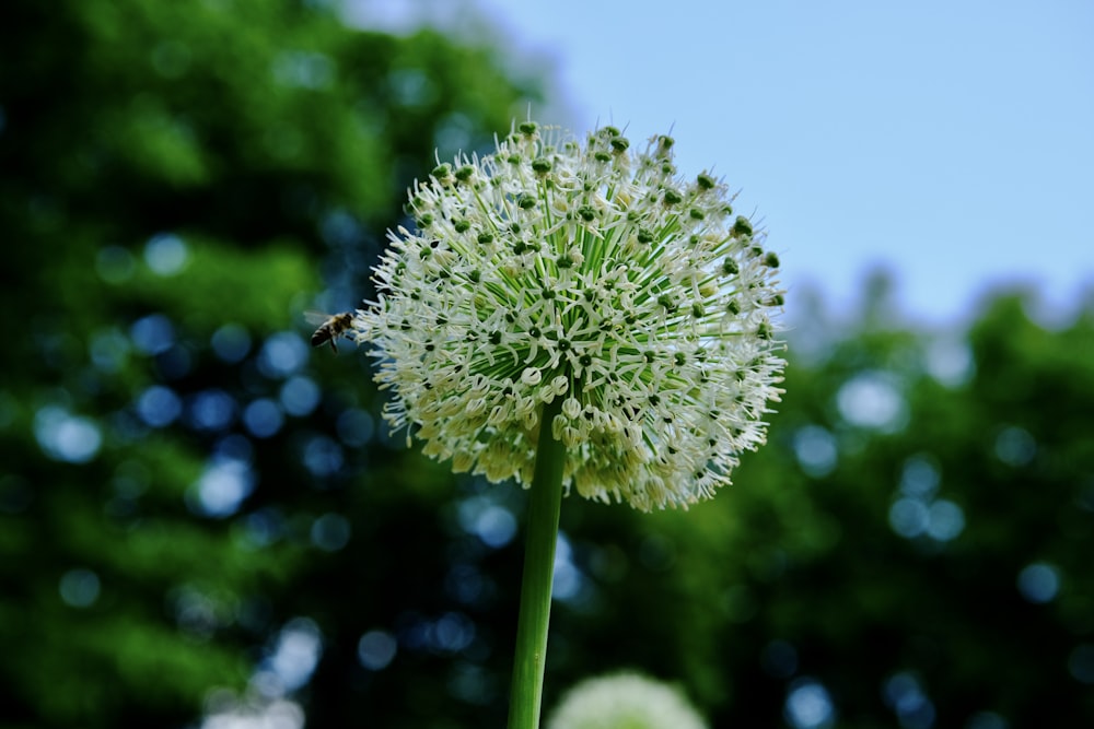 a close up of a white flower with trees in the background