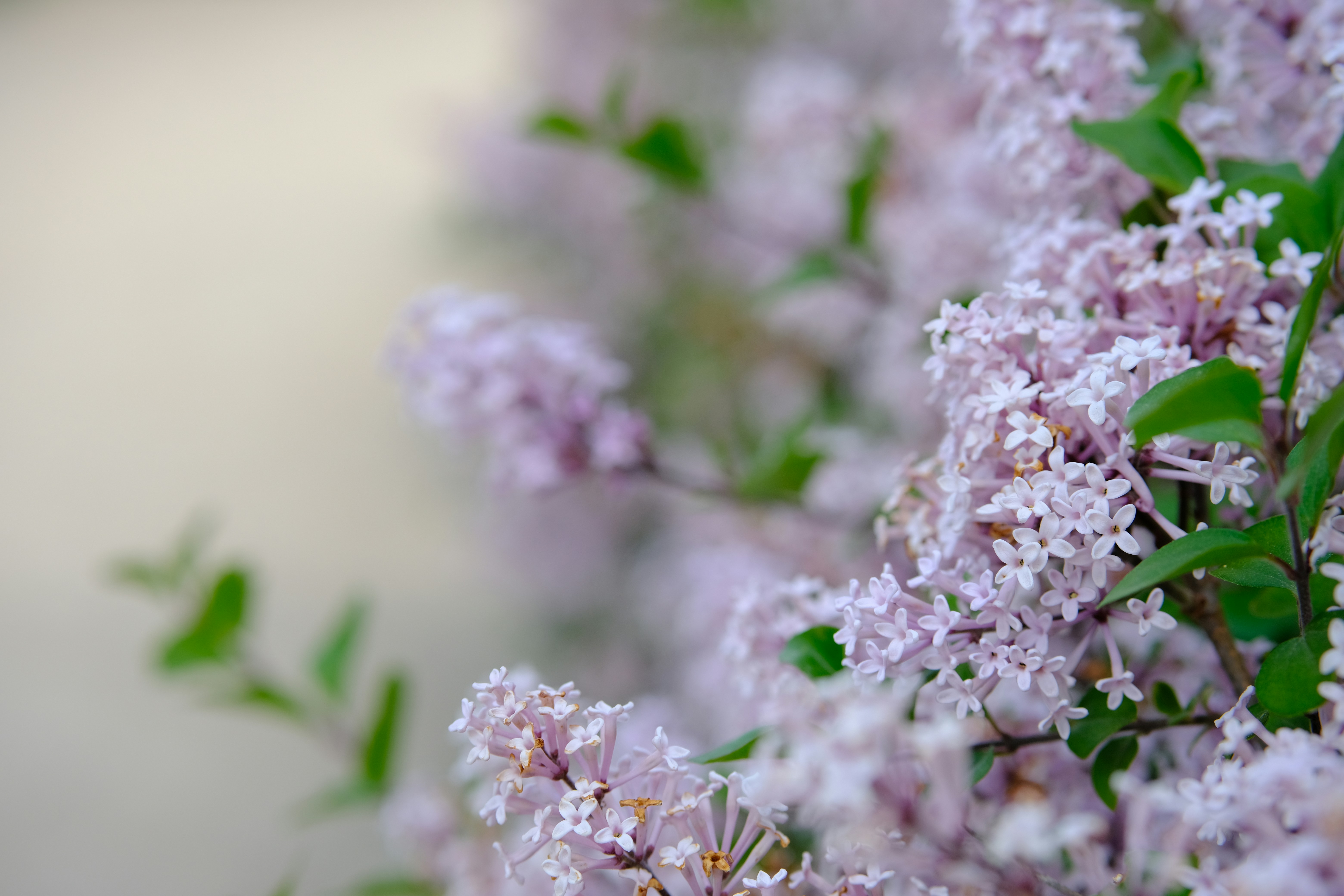 Un primer plano de un ramo de flores púrpuras