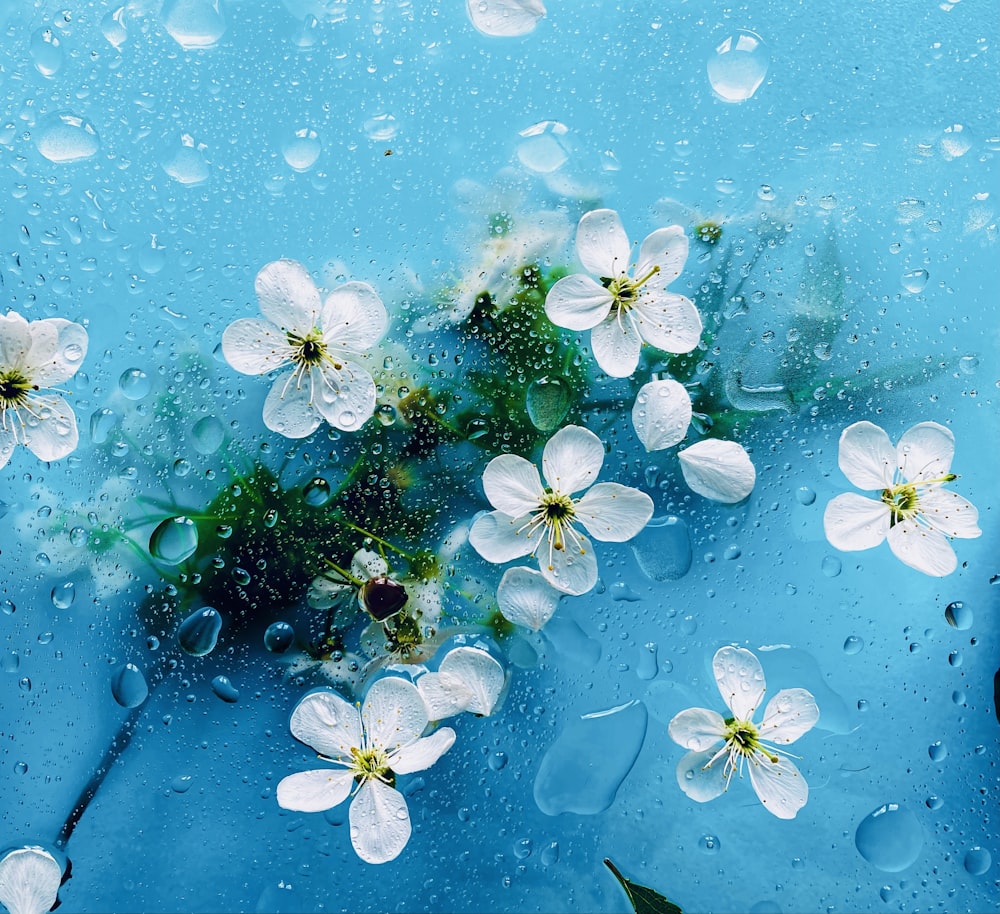 a group of white flowers sitting on top of a blue surface