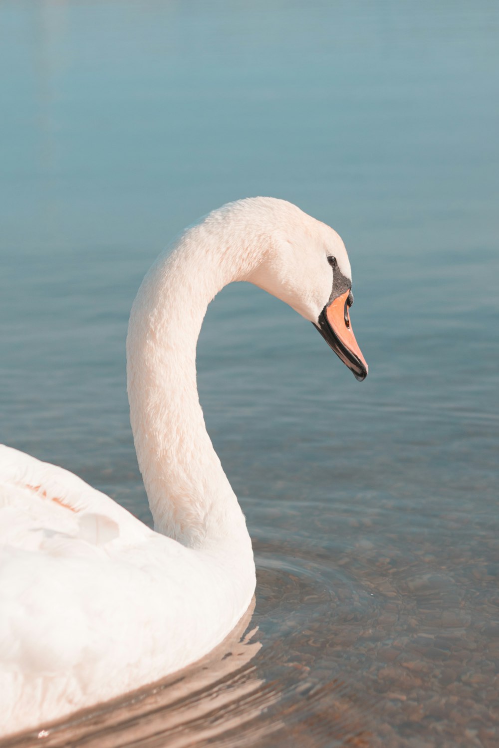 a white swan swimming on top of a body of water