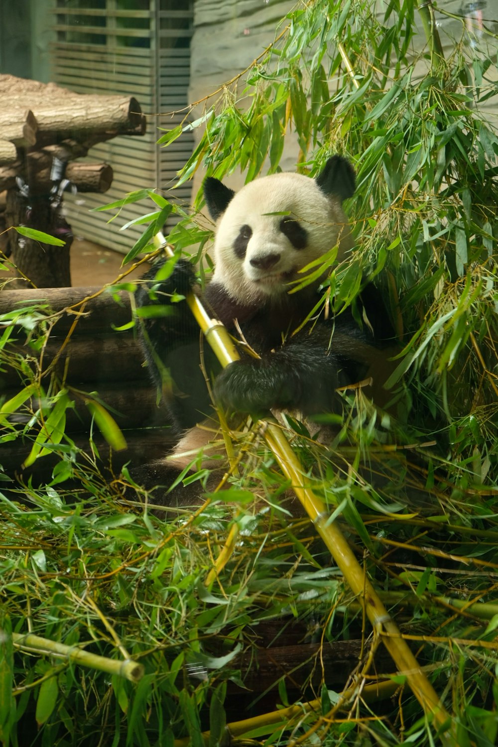 a panda bear sitting in a bamboo tree