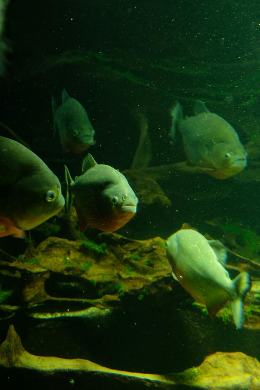 a group of fish swimming in an aquarium