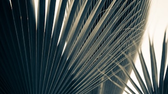 Close-up view of several palm leaves, highlighting their long, pointed, linear structure and natural texture. The lighting creates shadows that accentuate the lines and patterns, giving a sense of depth and dimensionality.