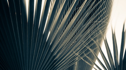 Close-up view of several palm leaves, highlighting their long, pointed, linear structure and natural texture. The lighting creates shadows that accentuate the lines and patterns, giving a sense of depth and dimensionality.