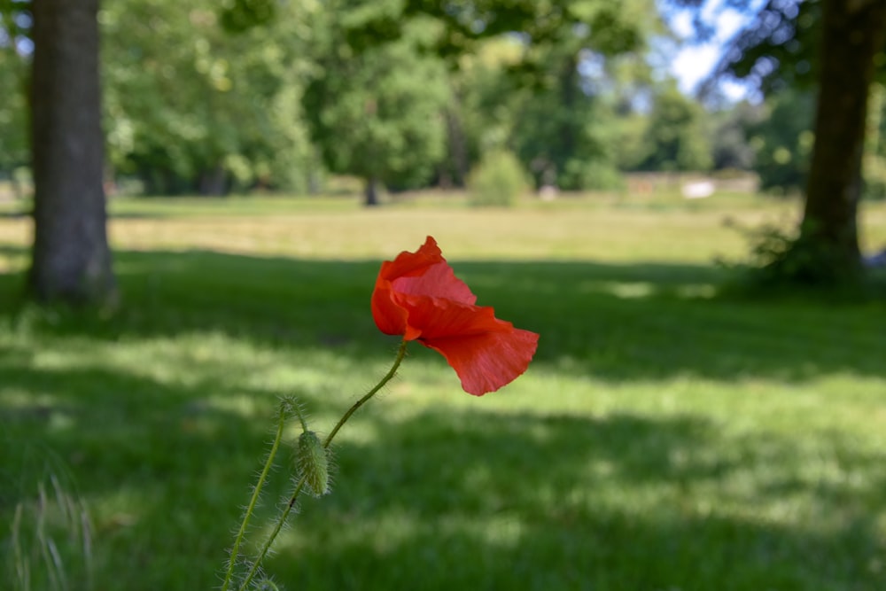 a single red flower sitting in the middle of a field