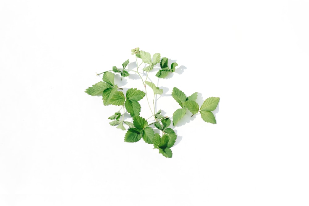 a plant with green leaves on a white background