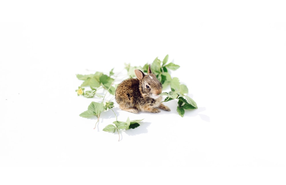 a small rabbit sitting on top of a pile of leaves