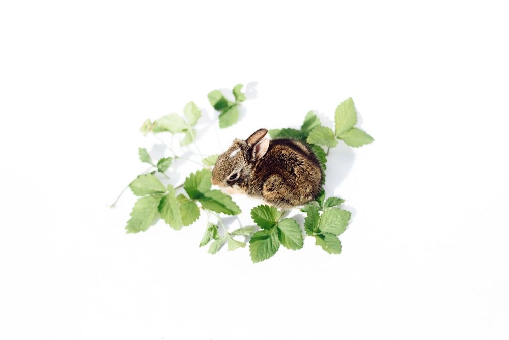 a small rabbit sitting on top of green leaves