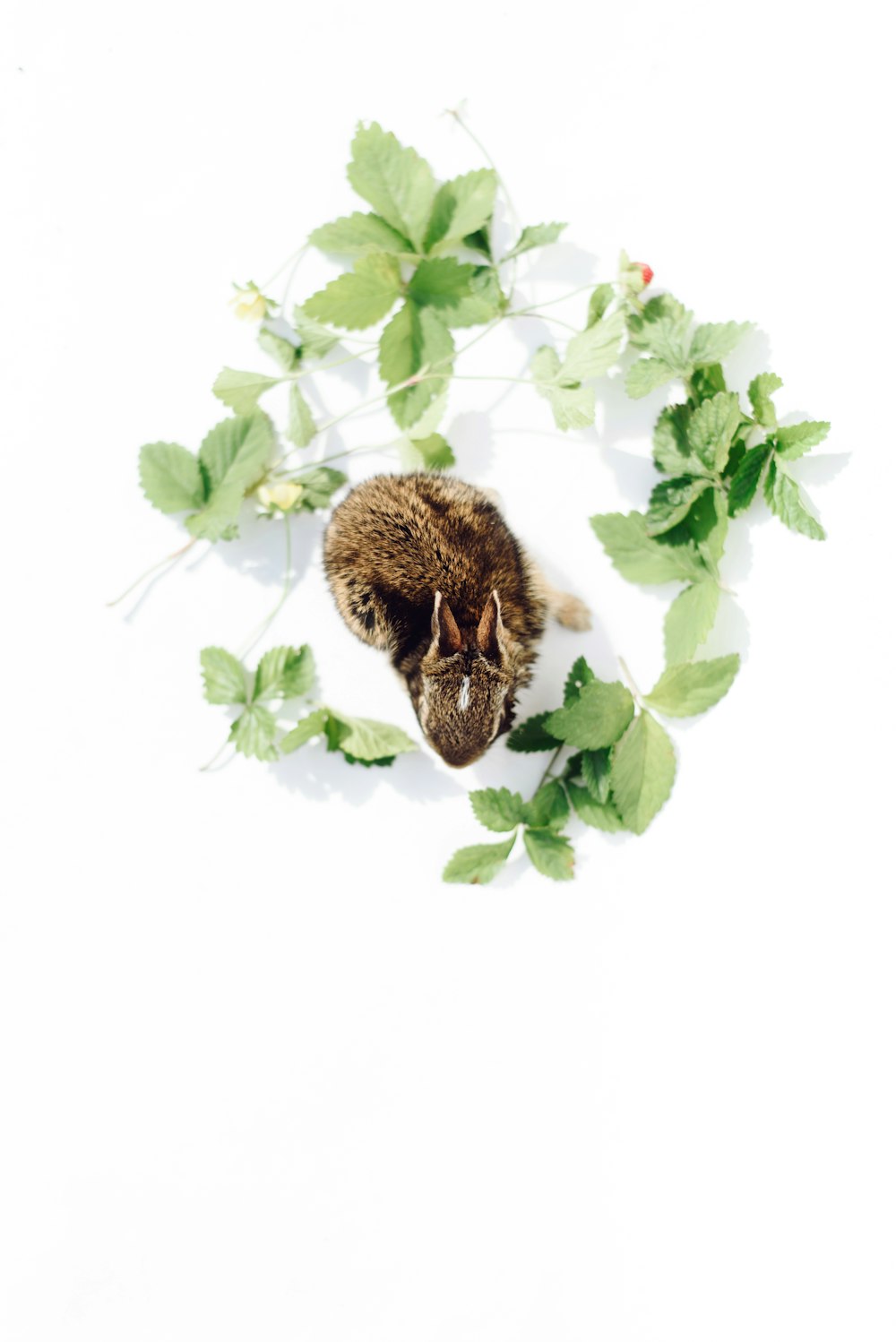 a small animal laying on top of green leaves