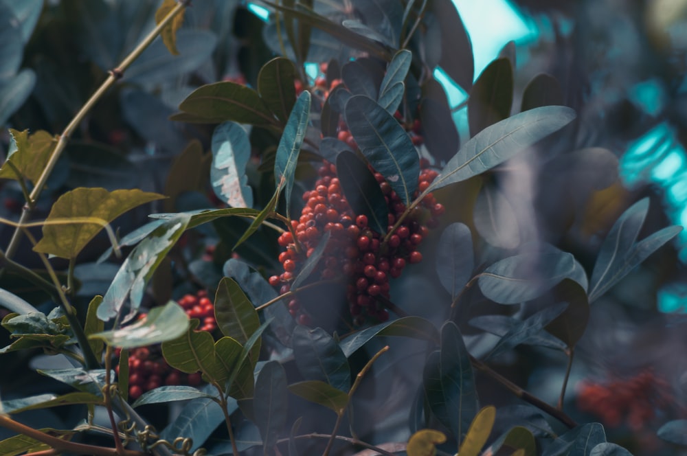 berries are growing on the branches of a tree