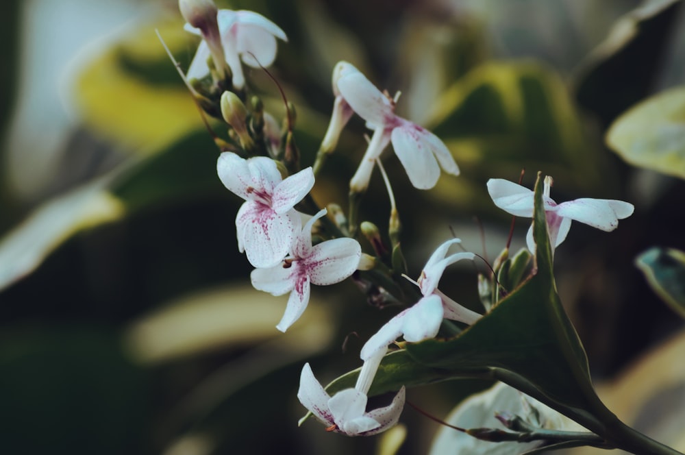 a close up of some white flowers on a plant