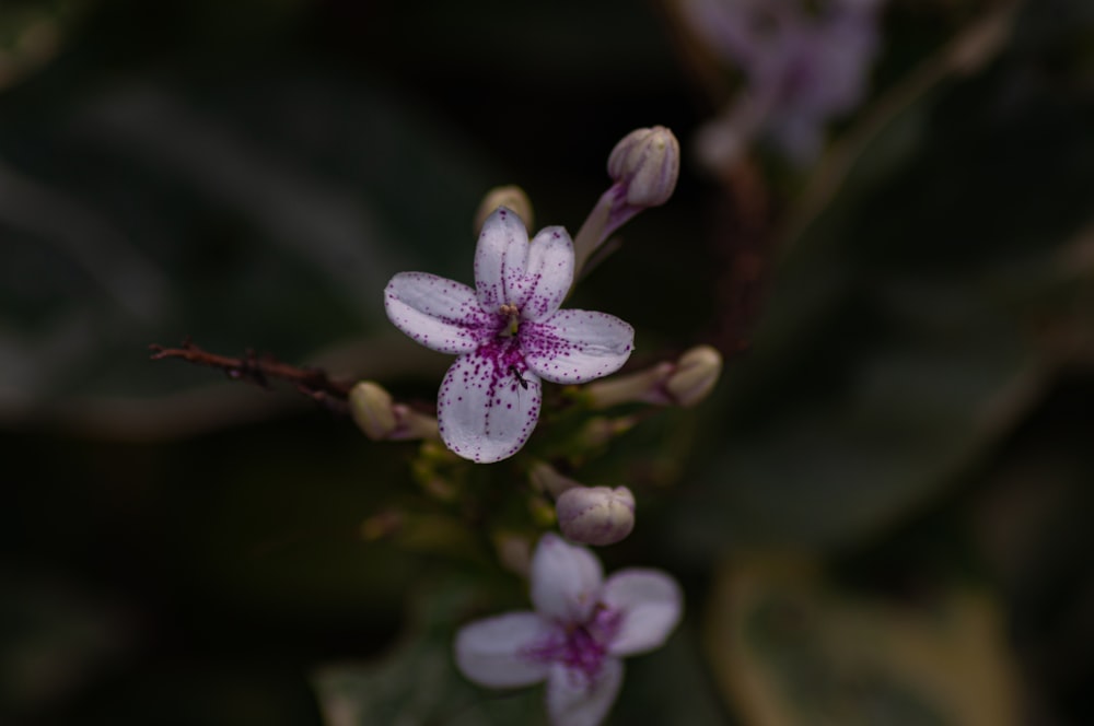 a close up of a flower on a plant