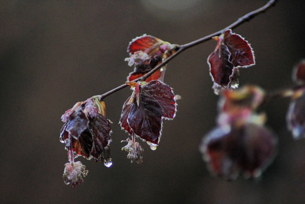 a close up of a branch with leaves and drops of water on it