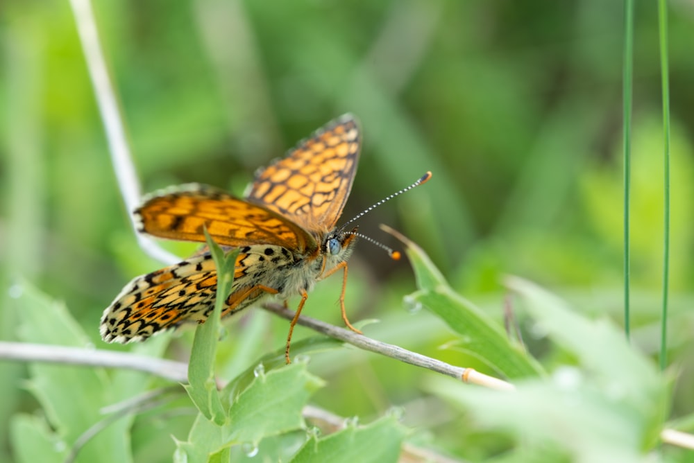 a couple of butterflies sitting on top of a green plant