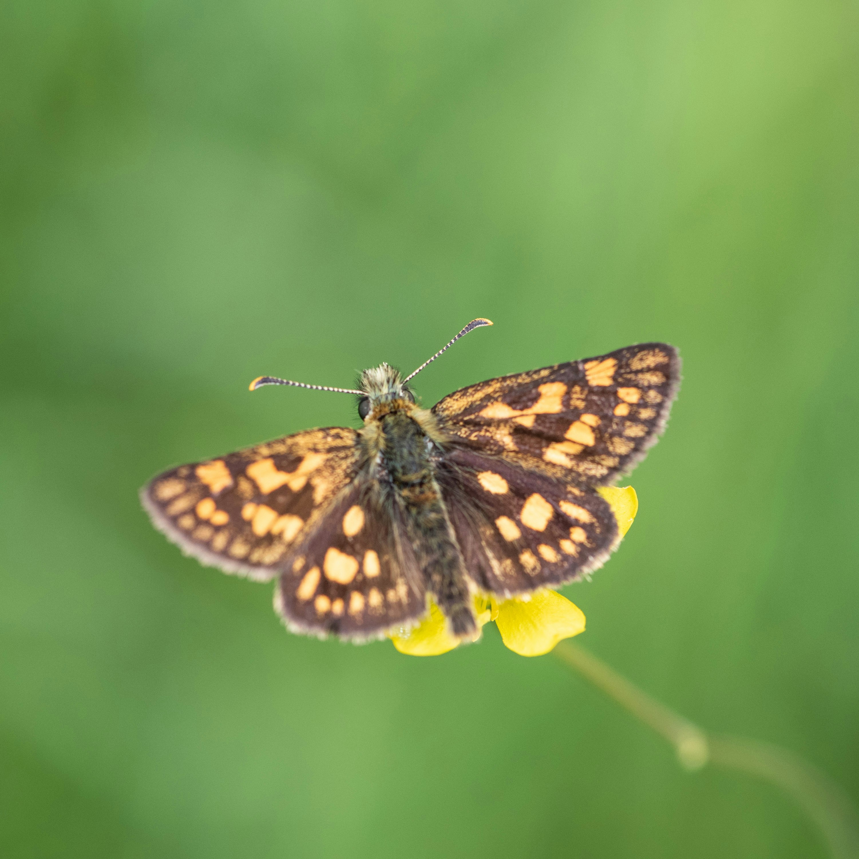 a brown and yellow butterfly sitting on a yellow flower