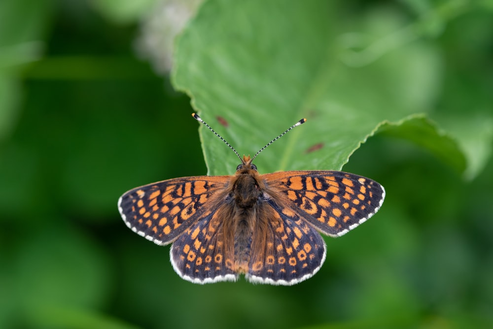 a close up of a butterfly on a leaf