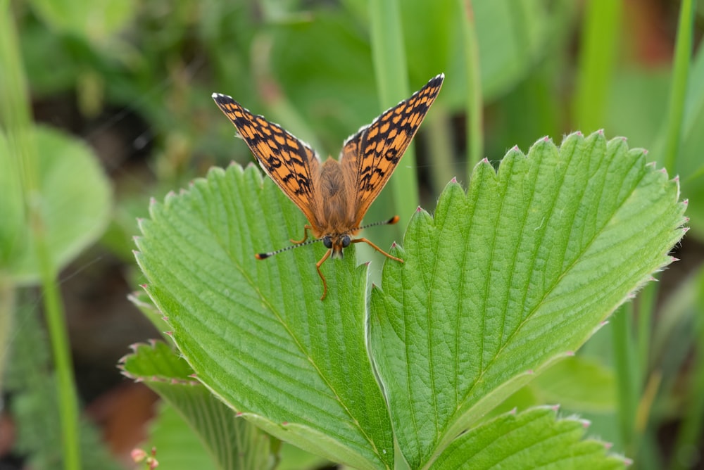 a butterfly sitting on top of a green leaf