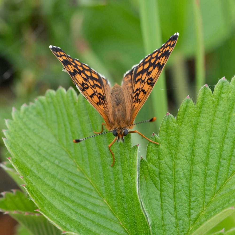 a close up of a butterfly on a leaf