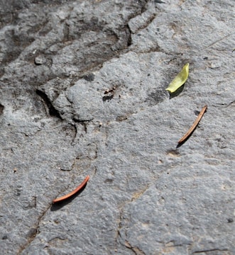 A single ant is moving across a rough, textured gray stone surface accompanied by a small green leaf and two brown pine needles.