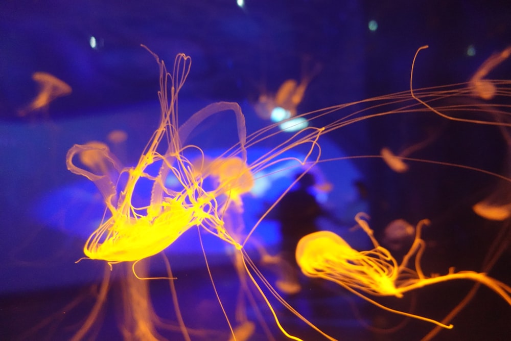 a close up of a jellyfish in a tank