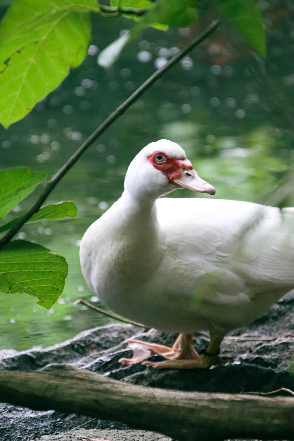 a white duck standing on top of a rock