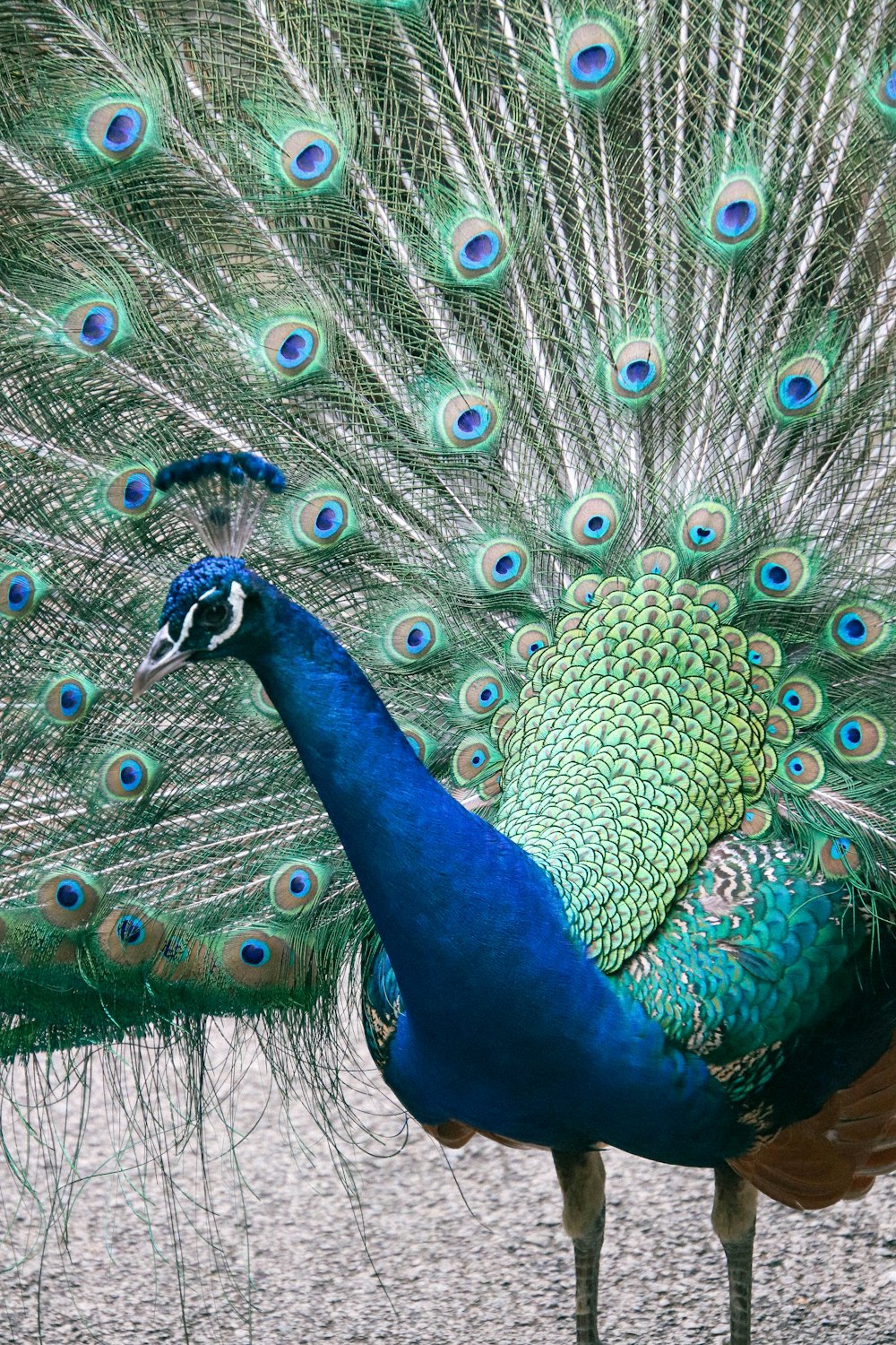 a peacock with its feathers spread out