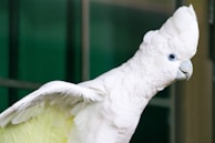 An elegant cockatoo showing off its crest in a sunlit room.