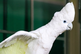 An elegant cockatoo showing off its crest in a sunlit room.