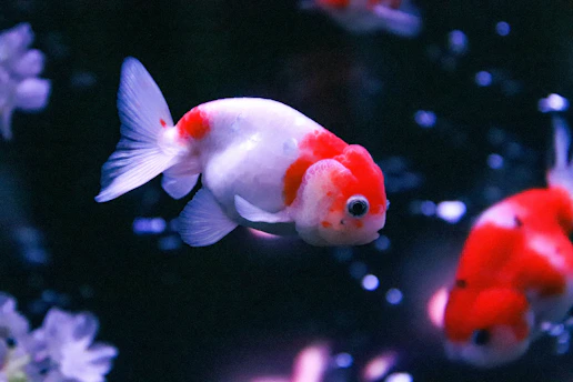 A vibrant GIF of a fish gracefully swimming through a stream of shimmering gold coins, symbolizing smooth business growth.