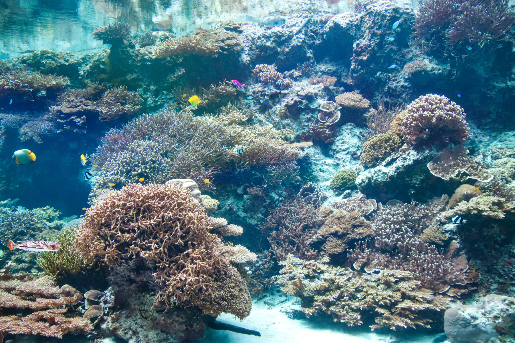 Farbenreiches Korallenbecken im Okinawa Churaumi Aquarium